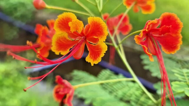 ​Vibrant Peacock Flowers in Bloom Macro of Caesalpinia Pulcherrima in Tropical Garden