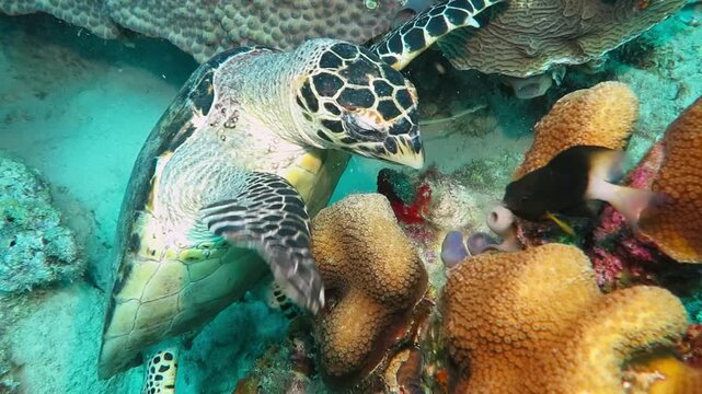 Hawksbill sea turtle (Eretmochelys imbricata) feeding on coral reef.  Marine life and yellow corals, underwater video. Scuba diving with the wild turtles. Wildlife in tropical ocean.