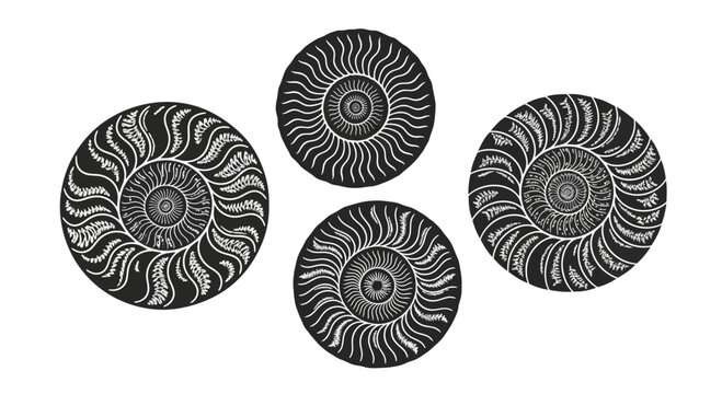 Four stylized ammonite fossils, black and white, graphic design, ancient marine life