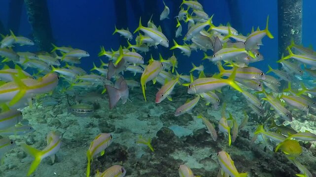 School of yellow fish, tropical marine life. School of the swimming fish - mutton snappers swimming under the pier in blue sea. Under the jetty, video from scuba diving with the swimming fish.