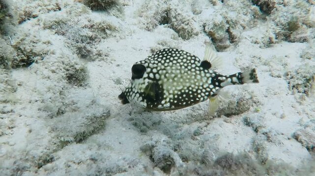Swimming spotted fish and white sand. Swimming and feeding fish, smooth trunkfish (Lactophrys triqueter, Ostraciidae). Underwater video, scuba diving with the marine life. Wildlife footage.
