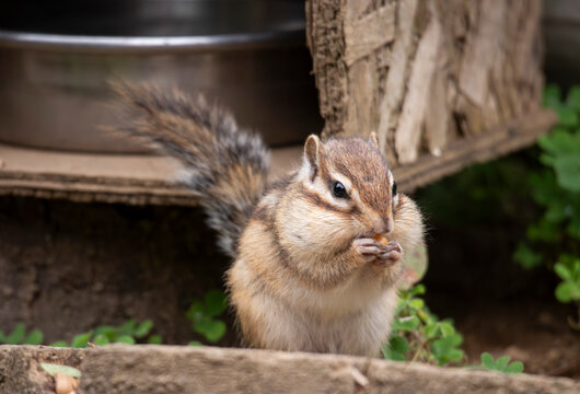 シマリス