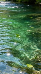 Naklejka premium Clear water with floating leaves