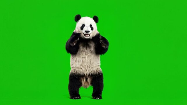 panda bear on a green screen background for vfx projects video
