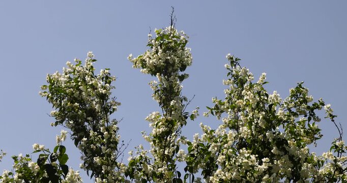 a blooming jasmine bush against a blue sky background