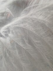 Obraz premium feather on the sand