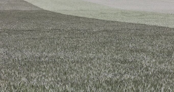 an agricultural field with different types of cereals that have different colors, wheat and rye and barley in the field grow next to each other, a large number of cereals growing together