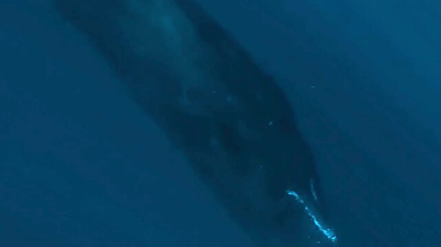 Humpback Whale Submerged in Deep Blue Ocean