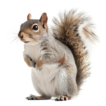 Fluffy Gray Squirrel Sitting Isolated on White Background