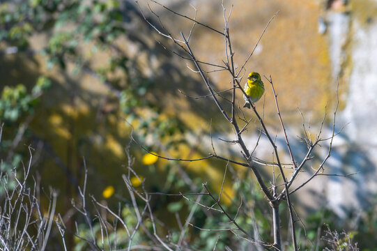 A vibrant European Serin (Serinus serinus) is perched on thin, bare wooden branches, showing its bright yellow face and breast, and grey wings with dark streaks. The profile view captures the delicate