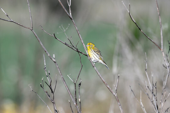 A vibrant European Serin (Serinus serinus) is perched on thin, bare wooden branches, showing its bright yellow face and breast, and grey wings with dark streaks. The profile view captures the delicate