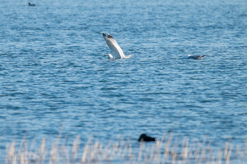 Naklejka premium Yellow-legged gull soaring in a clear blue sky.