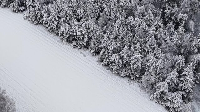 Winter fields bordered by rows of bare trees and a dense forest line under a soft sky