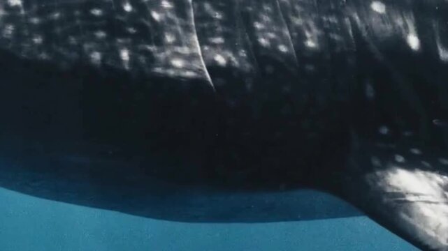 Humpback Whale Underwater Ventral Body Closeup