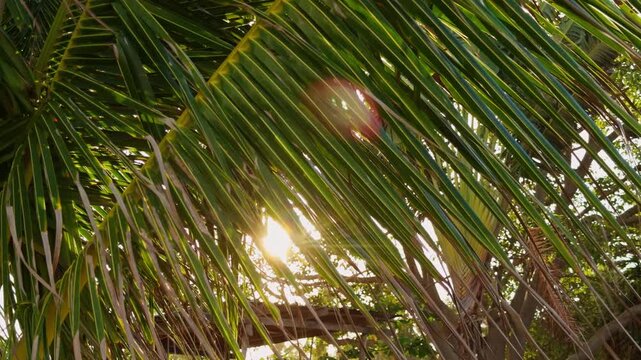 Sunlight Passing Through Long Tropical Palm Leaves Creating Bright Flare and Green Patterns in Warm Evening Light. Exotic Coastal Nature and Jungle Vegetation