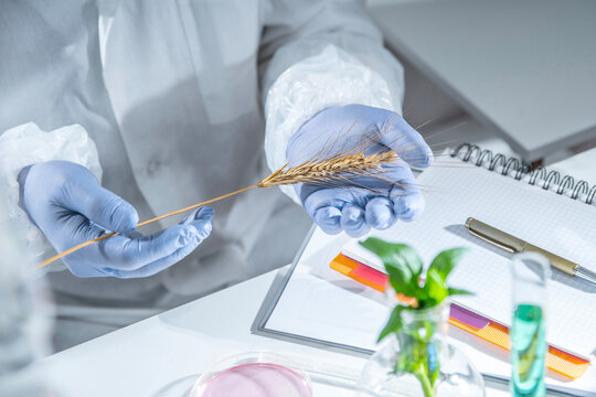 Close-up of gloved scientist hands holding a wheat ear in an agricultural laboratory. Concept of crop science, agronomy research, plant genetics, food security and sustainable farming.