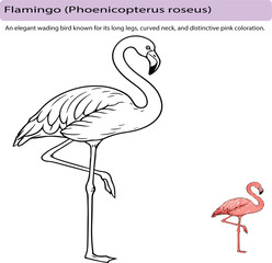 Obraz premium A minimal realistic line art illustration of a flamingo standing on one leg, featuring smooth vector lines and an elegant curved neck. The main subject is rendered in clean black outline, accompanied 