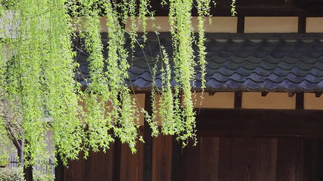 歴史ある古民家と柳の木　埼玉県旧大澤家住宅