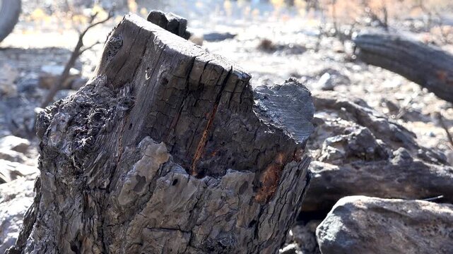 Burnt black ashes cover bush branches and tree trunks across a forest landscape. Charred remains and soot mark woody plants after wildfire damage in a quiet woodland scene.