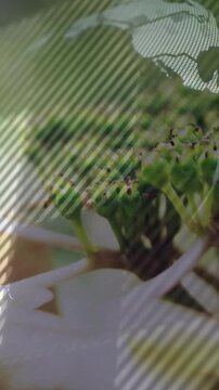 Vertical video: Buds resting, globe fading upper-right, overlaying petals with scanlines for design