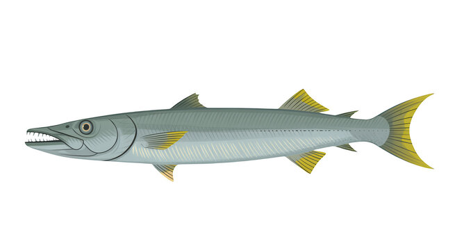 Gray needlefish with yellow fins on black isolated on a transparent background