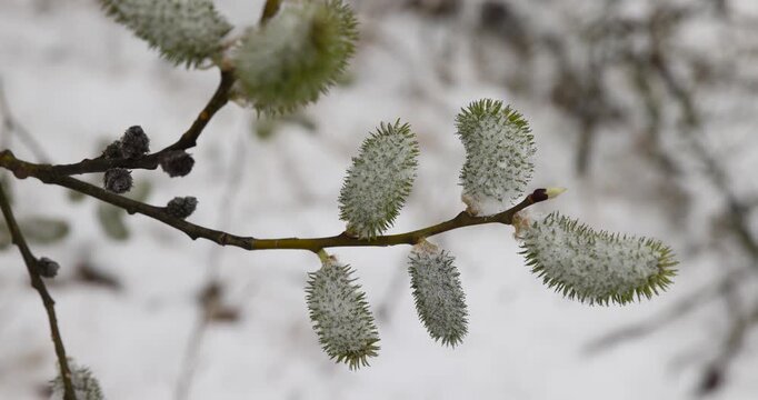 A tree in bloom, a deciduous willow tree with many fluffy inflorescences on thin branches against a pale horizon with a clear contour and organic texture.