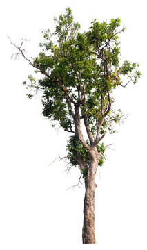 PNG format of tree with transparent background design Ready to drag and drop into any project.