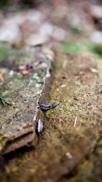 Closeup Cracked Brick Pillbugs Moving Together, Energetic Scuttle Across Damp Crevice, Multiple Isopods In Crowded Microhabitat, Gardener Inspection Vibe, Tense Curiosity, Shallow Focus