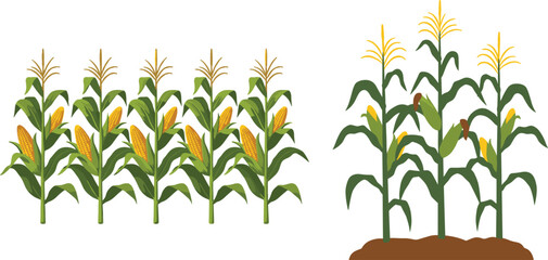 Corn field and maize plant growth illustration set with farm rows and soil base, agricultural crop collection isolated on white background for farming design © Shefali