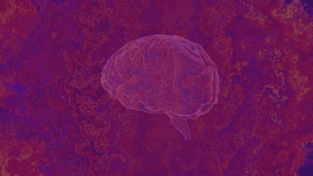 At frame 1 3D brain hovering against purple backdrop starting rotating clockwise revealing lobes