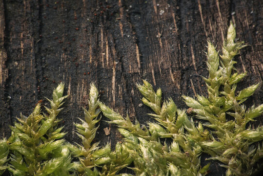 IMAGES ON NATURE - Young green moss on a dry and fallen tree
