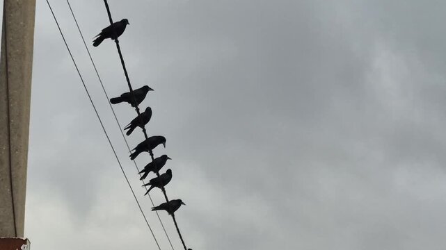 Birds, Crows, Power lines several black birds sit on an electricity wire under an overcast sky one bird flies off