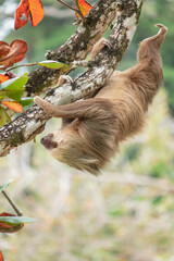 male two toed sloth (Choloepus didactylus) hanging upside down and climbing on almond tree. Beach, Punta Uva, Limon, Caribbean, Costa Rica. © jiriviehmann