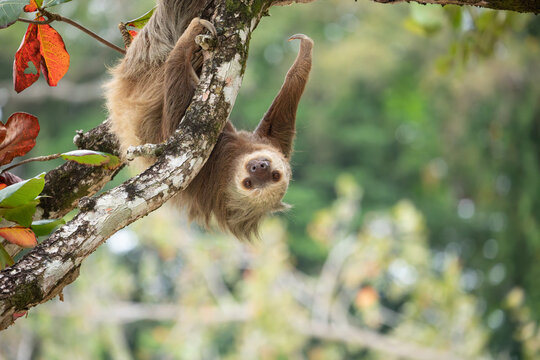 Male two toed sloth (Choloepus didactylus) hanging upside down on almond tree on the beach Punta Uva, Costa Rica.