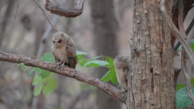 Collared scops owl (Otus lettia)on branch bird watching in natural habitats in the forest.