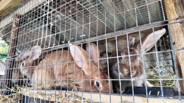 A modest village farm setup with several rabbits kept in a neat metal enclosure. The clip highlights simple rural conditions and calm everyday care of small livestock.