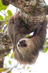Naklejka premium male two toed sloth (Choloepus didactylus) hanging upside down and climbing on almond tree. Beach, Punta Uva, Limon, Caribbean, Costa Rica.