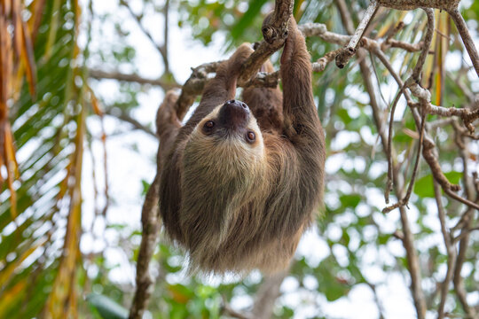 male two toed sloth (Choloepus didactylus) hanging upside down and climbing on almond tree. Beach, Punta Uva, Limon, Caribbean, Costa Rica.