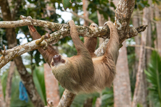 male two toed sloth (Choloepus didactylus) hanging upside down and climbing on almond tree. Beach, Punta Uva, Limon, Caribbean, Costa Rica.
