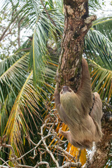 Naklejka premium male two toed sloth (Choloepus didactylus) hanging upside down and climbing on almond tree. Beach, Punta Uva, Limon, Caribbean, Costa Rica.