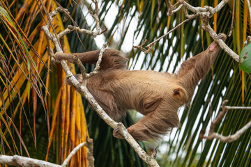 Naklejka premium male two toed sloth reaching and stretching across branches towards a palm frond, showing genitals. Beach, Punta Uva, Costa Rica.