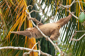Naklejka premium male two toed sloth reaching and stretching across branches towards a palm frond, showing genitals. Beach, Punta Uva, Costa Rica.