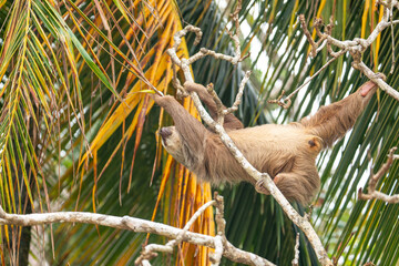 Naklejka premium male two toed sloth reaching and stretching across branches towards a palm frond, showing genitals. Beach, Punta Uva, Costa Rica.