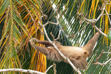 Naklejka premium male two toed sloth reaching and stretching across branches towards a palm frond, showing genitals. Beach, Punta Uva, Costa Rica.