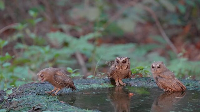 Collared scops owl (Otus lettia) Bathing in natural water sources during the dry season.