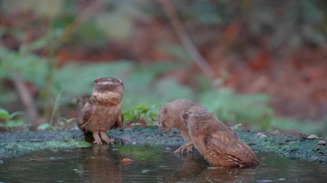 Collared scops owl (Otus lettia) Bathing in natural water sources during the dry season.