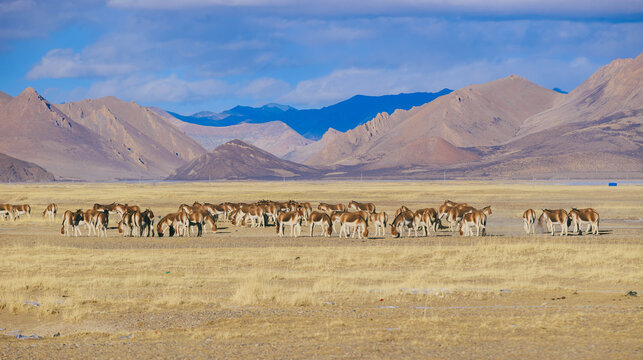 Equus kiang in high altitude grassland