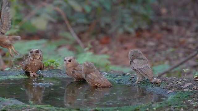 Collared scops owl (Otus lettia) Bathing in natural water sources during the dry season.