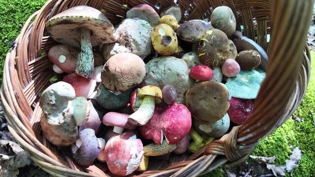 Mix of mushrooms in wicker basket. Autumn forest.