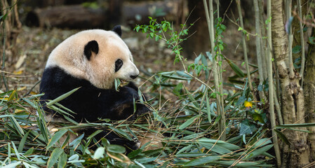 Giant panda He hua (hua hua)eat bamboo leaves in the zoo, china © lzf